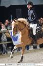 Stallion French Saddle Pony For sale 2017 Chesnut