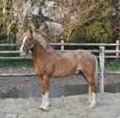 Stallion French Saddle Pony For sale 2017 Chesnut
