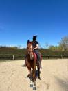 Urgent, hongre ps 7ans 1m74