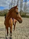 Urgent, hongre ps 7ans 1m74