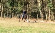 Castrone PFS Pony Francese da Sella In vendita 2020 Nero