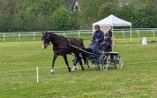 Castrone PFS Pony Francese da Sella In vendita 2020 Nero