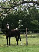 Castrone PFS Pony Francese da Sella In vendita 2020 Nero