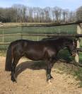 Castrone PFS Pony Francese da Sella In vendita 2020 Nero