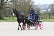 Castrone PFS Pony Francese da Sella In vendita 2020 Nero