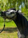 Poney Welsh PP