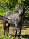 Poney Welsh PP