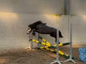 Poney Welsh PP