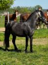 Poney Welsh PP
