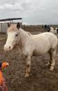 Poney CSO