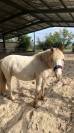 Poney polyvalent 