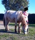 Poney polyvalent 
