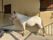 Poney polyvalent 