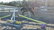 Poulain/ cheval selle français 3 ans 