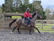 Poulain/ cheval selle français 3 ans 