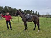 Poulain/ cheval selle français 3 ans 
