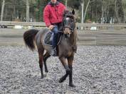 Poulain/ cheval selle français 3 ans 