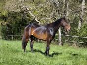 Poulain/ cheval selle français 3 ans 