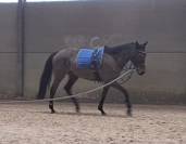Cheval de 8 ans a vendre 