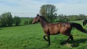 Cheval de 8 ans a vendre 