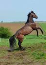 Cheval de 8 ans a vendre 