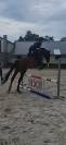 Cheval de 8 ans a vendre 