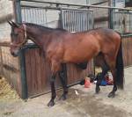 Cheval de 8 ans a vendre 