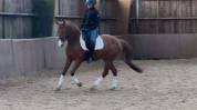 Chic Poney francais de selle - 9 ans - Dressage