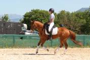 Caballo castrado PFS Poni Françés de Silla En venta 2016 Alazán