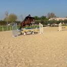 Gelding Oldenburg For sale 2020 Dark Bay