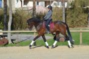 Gelding Oldenburg For sale 2020 Dark Bay