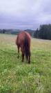 Cheval quarter horse 