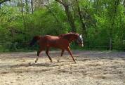 Cheval de dressage 