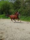 Cheval de dressage 