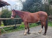 Cheval de dressage 