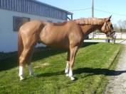 Gelding sBs Belgian Warmblood For sale 2021 Chesnut