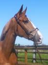 Gelding sBs Belgian Warmblood For sale 2021 Chesnut