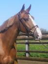 Gelding sBs Belgian Warmblood For sale 2021 Chesnut