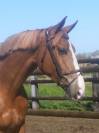 Gelding sBs Belgian Warmblood For sale 2021 Chesnut
