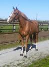 Gelding sBs Belgian Warmblood For sale 2021 Chesnut