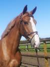 Gelding sBs Belgian Warmblood For sale 2021 Chesnut
