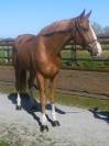 Gelding sBs Belgian Warmblood For sale 2021 Chesnut