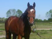 Gelding KWPN Dutch Warmblood For sale 2020 Bay