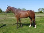 Gelding KWPN Dutch Warmblood For sale 2020 Bay
