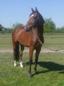Gelding KWPN Dutch Warmblood For sale 2020 Bay