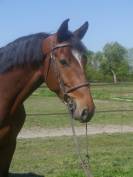 Gelding KWPN Dutch Warmblood For sale 2020 Bay