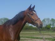 Gelding KWPN Dutch Warmblood For sale 2020 Bay
