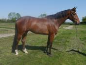 Gelding KWPN Dutch Warmblood For sale 2020 Bay