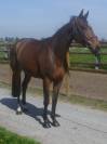 CELESTE PANAME Z