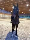 CHEVAL HONGRE SELLE FRANCAIS